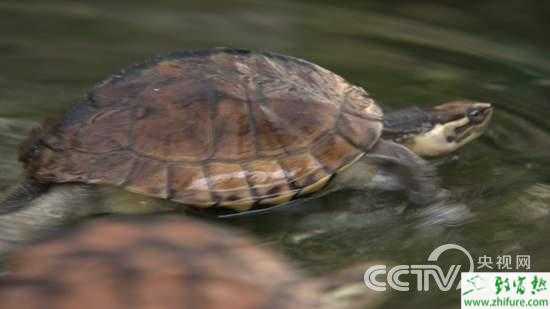 乌龟怎么养的视频 17104456675.jpg
