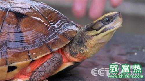 乌龟怎么叫的视频 23234531863.jpg