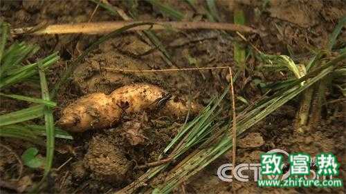 如何种植天麻种子 2143929581.jpg