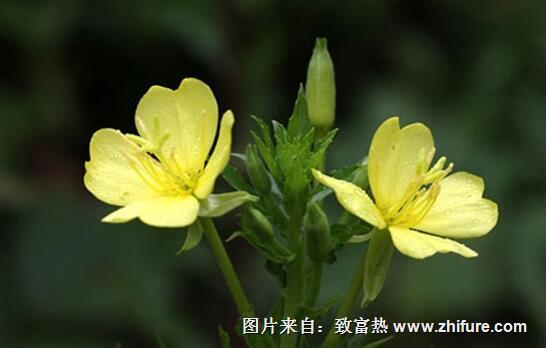 黑龙江经济植物_...也是优良用材、观赏及经济植物的推广和示范基地.黑龙江省森林植...(2)