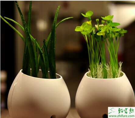 小盆栽植物市场前景广阔