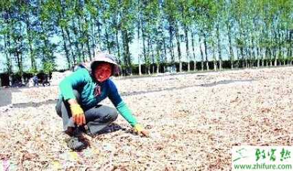 白芍市场现状以及未来种植前景分析