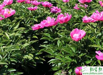 种白芍栽培采收技巧