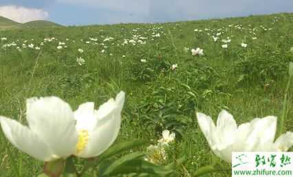 2015种白芍赚钱吗？2015白芍种植前景及市场价格分析