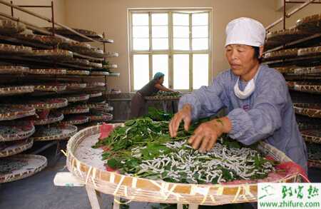 夏季养殖桑蚕的关键