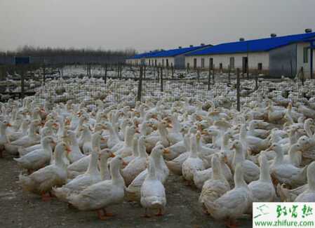 养鸭饲料怎么配置？如何选择合适的饲料？