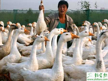 怎么样养鹅？如何养鹅才赚钱？