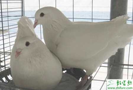 养肉鸽赚钱吗？