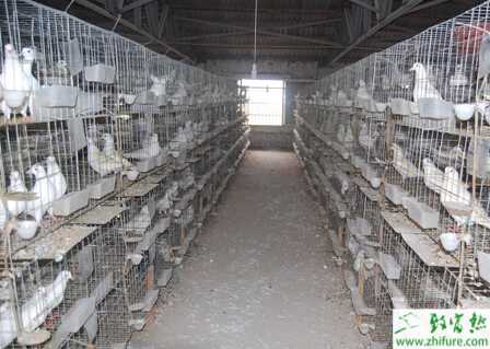 养鸽场建设需要注意哪些问题？怎么科学管理？