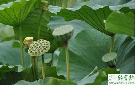 莲藕种植的田间管理