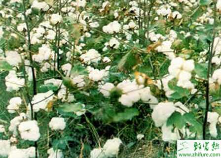 种棉花现蕾期田间管理