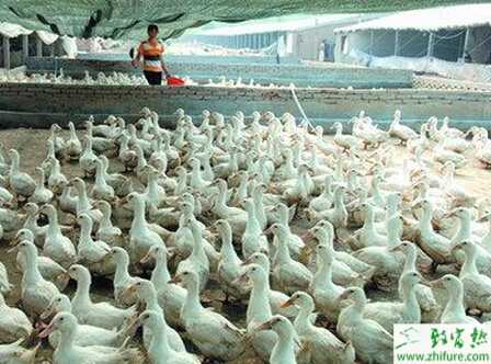 养肉鸭好还是蛋鸭好？怎样养肉鸭？