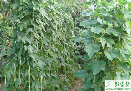 豆角秋季栽种锈病须重视