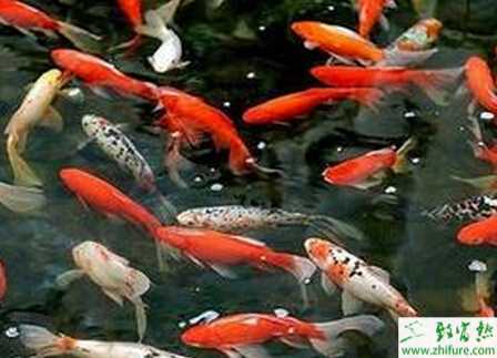养锦鲤有什么讲究？养锦鲤鱼的风水