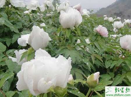 白芍科学种植技术
