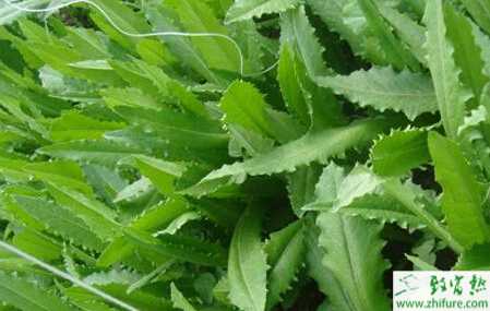 油麦菜全年栽培管理技术