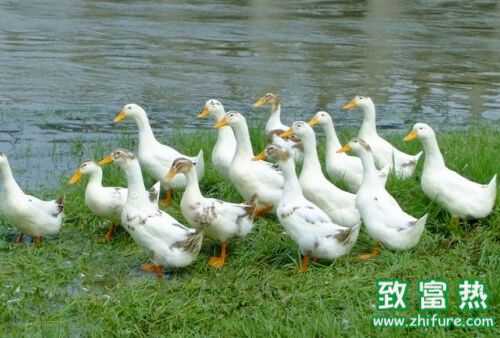 2016养鸭赚钱吗？2016养鸭前景及市场价格行情分析