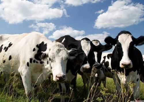 2016奶牛养殖前景及市场价格行情分析