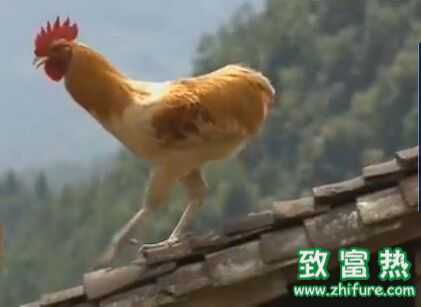 ■农广天地20151215期■景阳鸡养殖技术视频