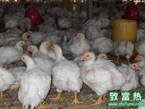 2016养白羽肉鸡赚钱吗？2016白羽肉鸡养殖前景及市场价格行情分析