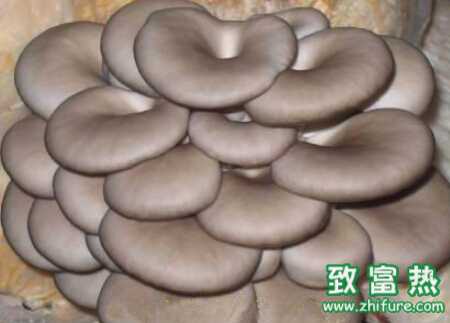 平菇如何进行催菇
