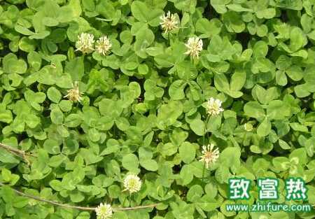 白三叶的栽培和管理要点