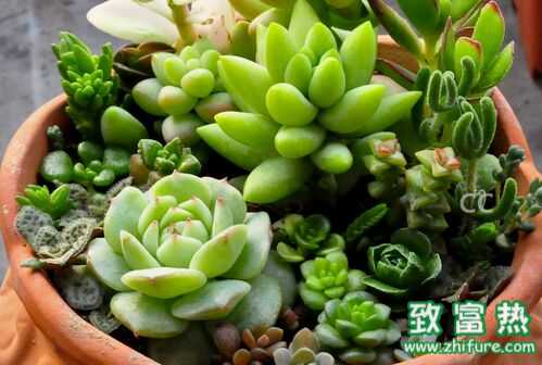 三叶草种植时间与养护方法及用途
