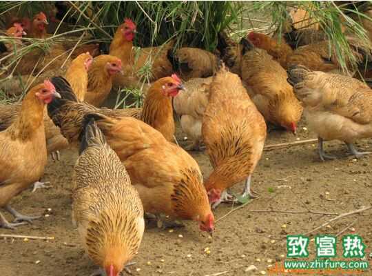 2016在老家养土鸡有钱赚吗？