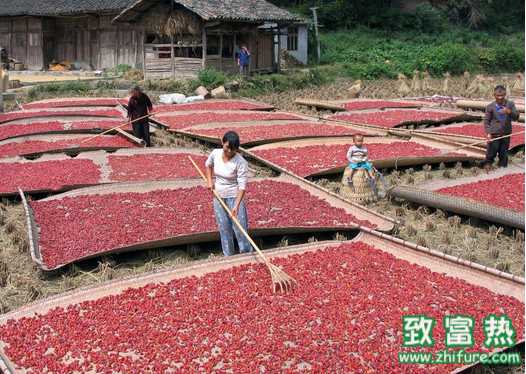 2016种小辣椒赚钱吗？2016小辣椒种植前景及市场价格行情分析