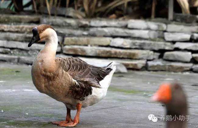 鹅各阶段饲料配方