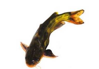黄颡鱼的营养价值和功效 哪些人适合食用黄颡鱼