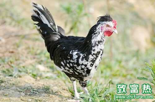 2017养贵妃鸡赚钱吗？2017养贵妃鸡前景及市场价格行情分析