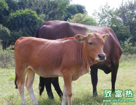 怎么治疗牛的食管堵塞