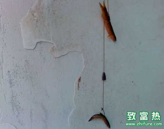 泥鳅能做鱼饵吗？怎么用泥鳅钓鱼?