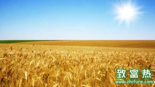 国储小麦拍卖　市场粮进冷宫?
