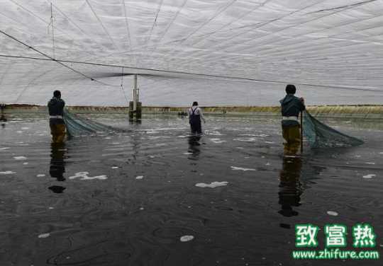 冬棚虾养殖户如何合理搭棚？