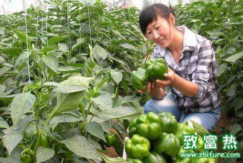 南和农民种植致富“甜”辣椒