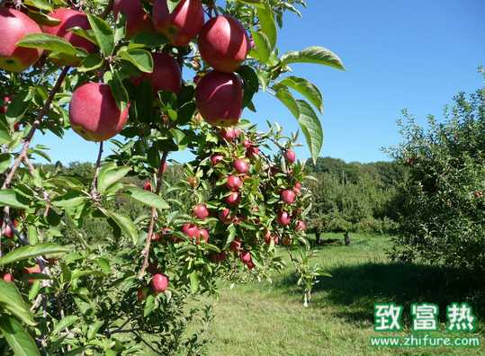 苹果园土肥如何管理