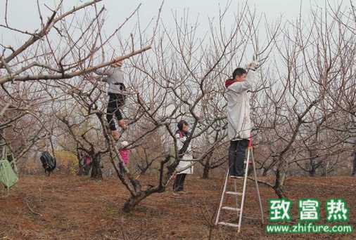 冬季·果树施肥的条件