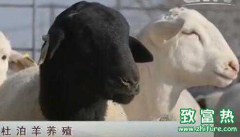 ■农广天地20160308期■杜泊羊养殖