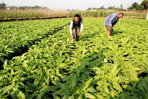 为什么农民愿意出去打工不愿意在家务农？