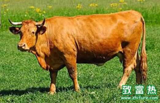 ■农广天地20160510期■利木赞牛