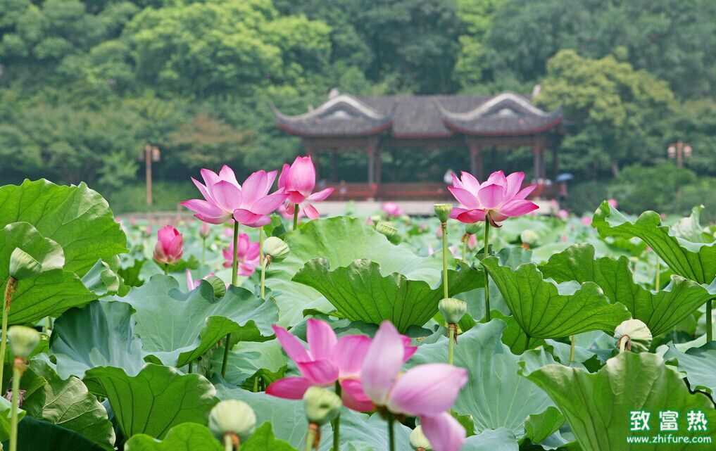 盆栽荷花怎么养植和管理？