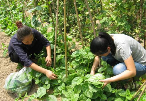 2017种木耳菜前景及市场价格行情分析