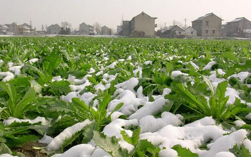 2017种雪菜赚钱吗？