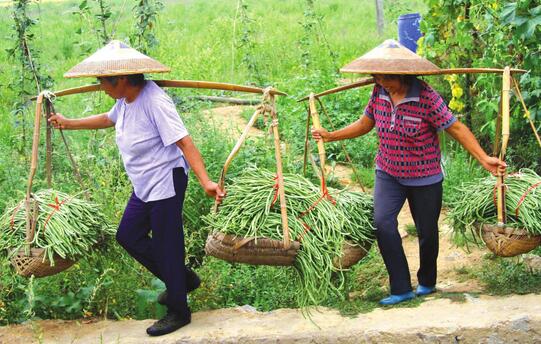 2017种植豆角的前景和市场价格行情