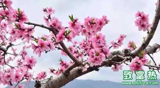 桃树的品种有哪些 桃树可以扦插吗 致富热 桃树的品种有哪些 桃树可以扦插吗 致富热