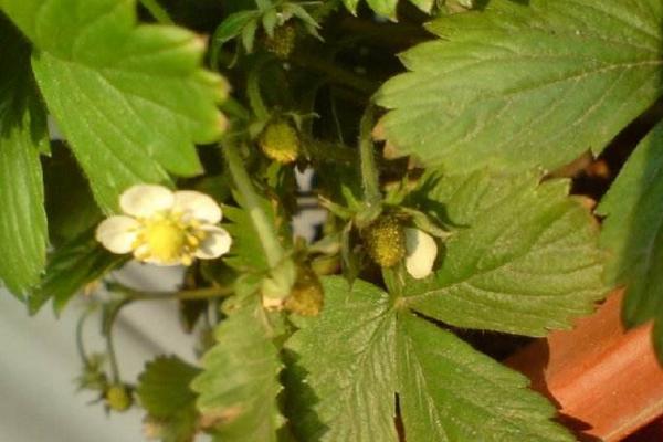 菠萝莓种植技术