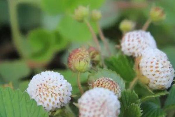 菠萝莓种植技术