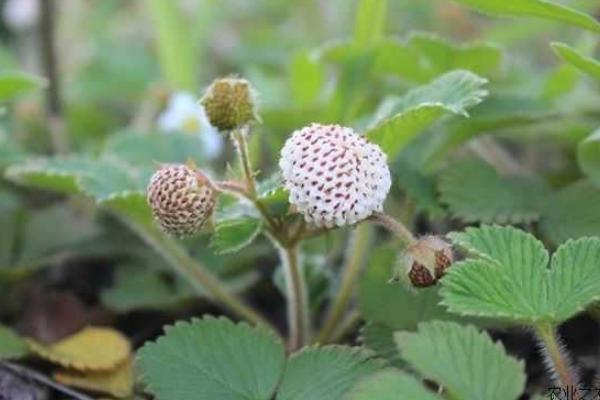 菠萝莓种植技术